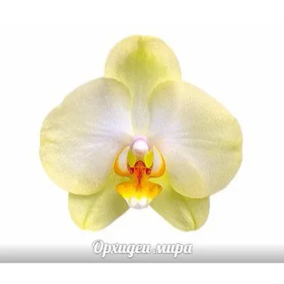 Пин от пользователя Jessica Phoenix на доске Orchid hybrids I want | Орхидеи,  Цветы