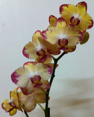 Орхидея феррара (38 фото) - 38 фото