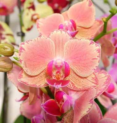 Phalaenopsis mini 💝 #орхидея #фаленопсисцветет #phalaenopsis #orchid  #orchidcollector #instaorchidee #продажаорхидей #орхомания… | Instagram