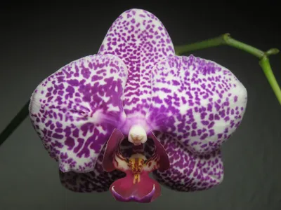Орхидеи мира - В наличии Phal. Golden Jaguar... | Facebook