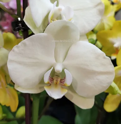Ягуар пинка Cattleya - гибрид орхидеи Стоковое Изображение - изображение  насчитывающей гибрид, украшение: 111778427