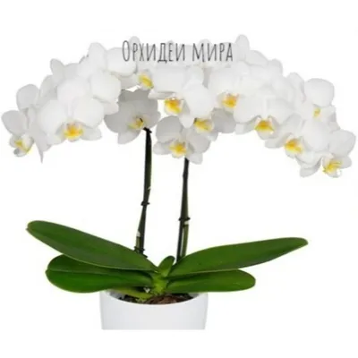 Орхидея инсбрук фото фотографии