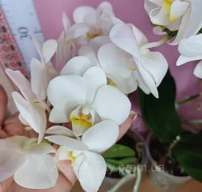 Купить Орхидея лимонная. Доставка цветов Инсбрук | UFL