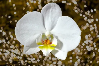 Орхідея квітучі сортова Phal. Innsbruck, горшик д.12 (ID#1894593344), цена:  265 ₴, купить на Prom.ua