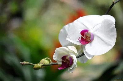 Белые цветы фаленопсис (45 фото) - 45 фото