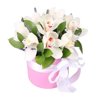 Белоснежная орхидея - 72 фото