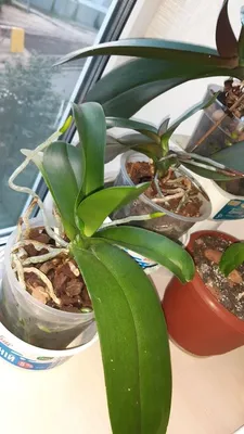 Купить Нежность орхидей Инсбрук | UFL