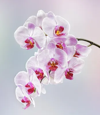 Орхидея фаленопсис Инсбрук: 250 грн. - Комнатные растения Киев на Olx
