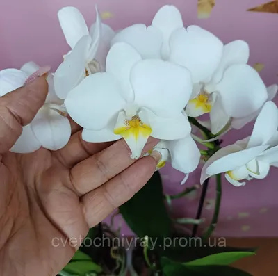 Красивые белые орхидеи - красивые фото