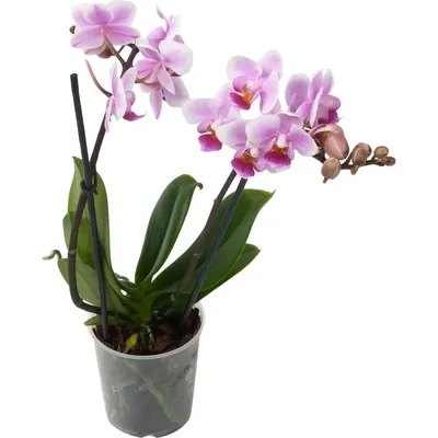 Белоснежная орхидея - 72 фото