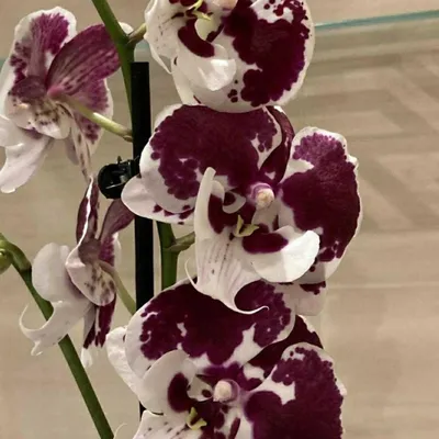 Phalaenopsis — catalog of 614 varieties and species with photo and  description