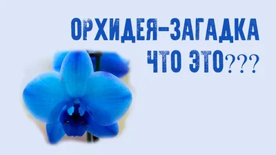 Микро-орхидея – купить в Новосибирске, цена 1 600 руб., продано 17 сентября  2017 – Растения и семена