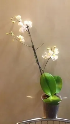 Орхидея, цветочная студия, улица Ленинградская, 56, Хабаровск — 2ГИС
