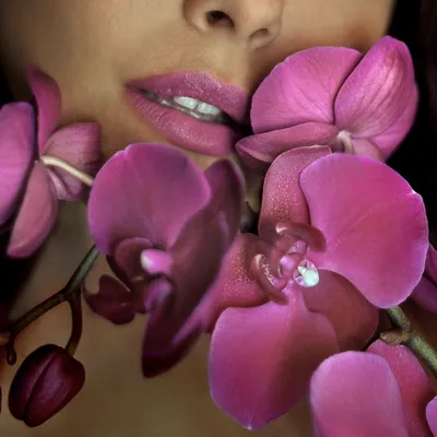 Орхидея цветущая фаленопсис фронтера.