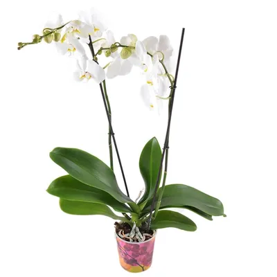 Купить Белая орхидея Инсбрук | UFL