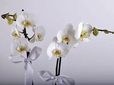 Парфюм Орхидея купить с доставкой в Алматы | Parfum.kz