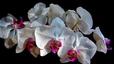 Phalaenopsis — каталог из 614 сортов и видов с фото и описанием