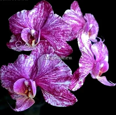 Орхидея фаленопсис белая (62 фото)