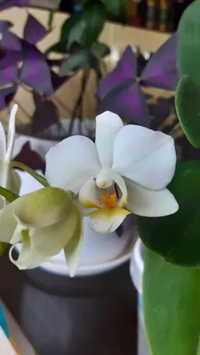 Орхидея фаленопсис Инсбрук: 250 грн. - Комнатные растения Киев на Olx
