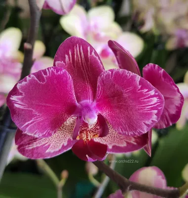 Орхидея интрига фото фотографии