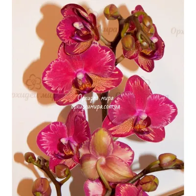 Купить орхидею Фаленопсис Интрига (Intriga) с доставкой по Украине.