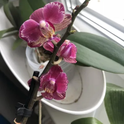 Орхидея Интрига - яркая красавица с пышным цветением. - YouTube