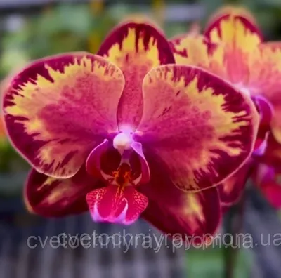 Орхидея ИНТРИГА!!! 😍😍😍 Мой выигрыш😊 - YouTube