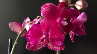 Орхидея Интрига всеми желанная 🙂 Фото в живую с загрузки, на две ветки,  цена 350 | Instagram