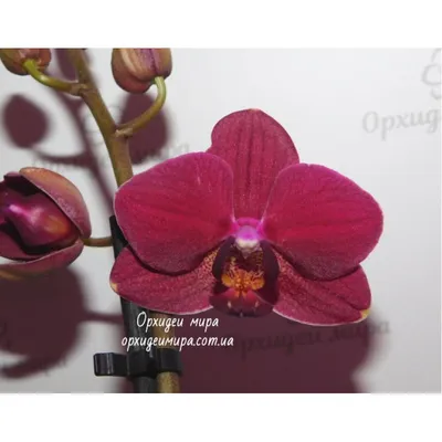 Орхидея фаленопсис интрига – купить в Москве, цена 1 300 руб., продано 2  апреля 2019 – Растения и семена
