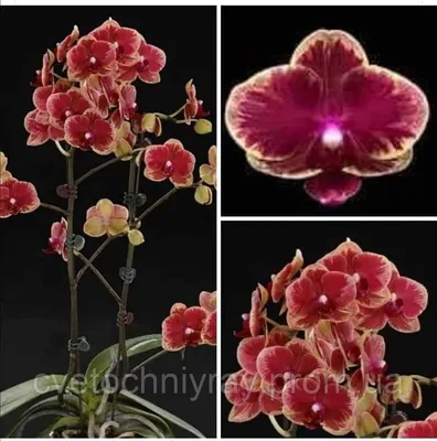 Орхидея - открытие Интрига!!! Мультифлора ... роскошная  красавица))))))))))))) - YouTube
