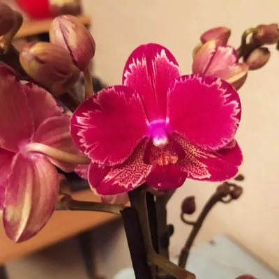 Подросток орхидеи FM 1456 Phal. Fangmei Sweet /Азиатская интрига размер 2.5  (ID#1255801601), цена: 250 ₴, купить на Prom.ua