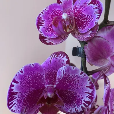 Любимые орхидеи | Facebook