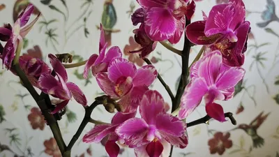 Орхидея фаленопсис интрига – купить в Москве, цена 1 150 руб., продано 11  декабря 2020 – Растения и семена