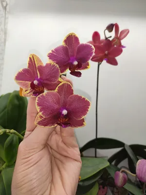Орхидея интрига - красивые фото