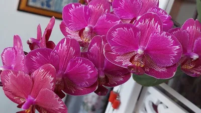 Орхидея ИНТРИГА интригует многох. - YouTube