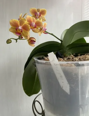 Орхидея фаленопсис азиатская интрига... - TopDreams орхидеи | Facebook