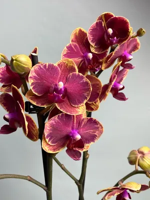 Любимые орхидеи - Интрига 2 цв цена 350 грн бронируем и... | Facebook