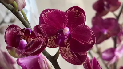Instagram: \"Идеальная орхидея для новичков и не только! Ярко- алая интрига  Мультифлора, пышно цветет и долго держит цветы Достаточно неприхотлива и не  требует танцев с бубнами 3600 руб #орхидея #орхидеямосква #orkide #orchids\"  '