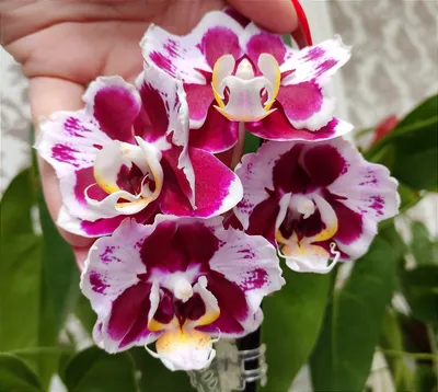 Орхидея (нецветущий подросток) TopDreams фаленопсис Phal. Азиатская интрига  Fangmei Sweet '1456'. Цветок 5 см. Бывают ароматные партии. Размер 2,5 –  фото, отзывы, характеристики в интернет-магазине ROZETKA от продавца:  TD-Orchids | Купить в