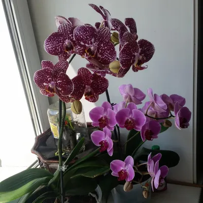 Орхидея интрига - 57 фото