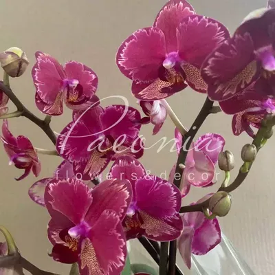 Орхидея Фаленопсис Интрига 2 ст купить в Москве с доставкой | Магазин  растений Bloom Story (Блум Стори)