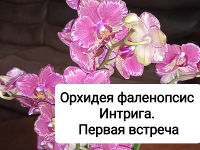 https://dzen.ru/video/watch/647d9f19fbbc155f796b38d4