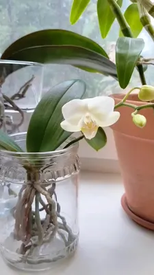Сорт Phal. fangmei sweet (азиатская ИНТРИГА) 🌸 #orchid #орхидея #орхи... |  TikTok