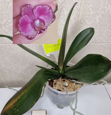 Азиатская интрига орхидея - 67 фото