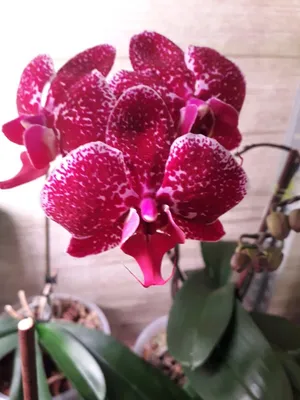 Орхидея фаленопсис Интрига – купить в Красноярске, цена 1 650 руб., продано  24 июня 2022 – Растения и семена