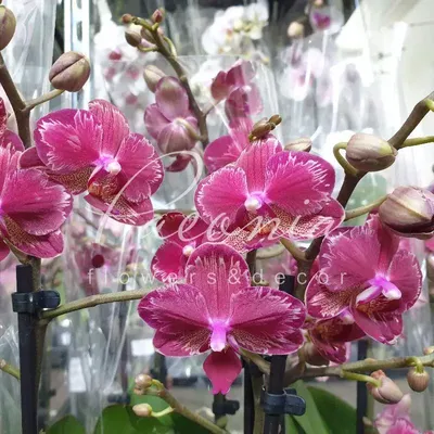 Купить Фаленопсис (орхидея) 12*45 1 ствол Miyo (Intriga) (Opti) оптом |  Paeonia