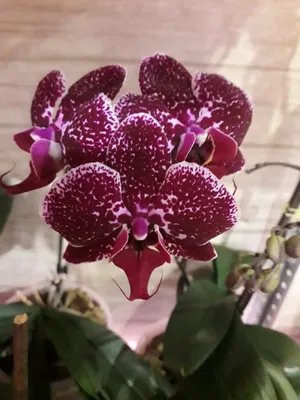 Моя новая орхидея фаленопсис Интрига | С цветами по жизни | Дзен