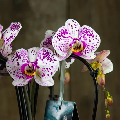 ОЧЕРКИ ЦВЕТОВОДА | Орхидея Фаленопсис раскрыла первый бутон. Это большая  интрига - нецветущая Орхидея с Авито. | Дзен