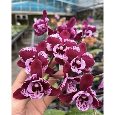 Орхидея фаленопсис Intriga (Интрига): 500 грн. - Кімнатні рослини Кривий  Ріг на Olx
