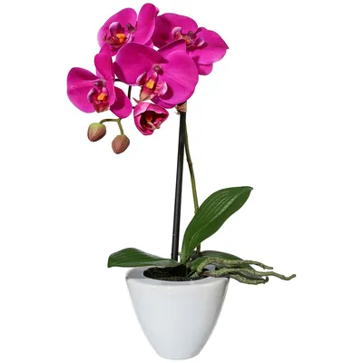 Купить Орхидею и французскую розу \"Интрига\" в Новокузнецке с доставкой